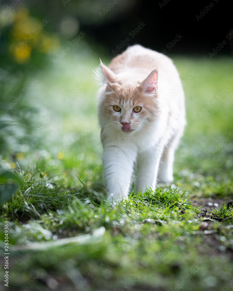 cream tabby maine coon cat walking towards camera licking it's nose