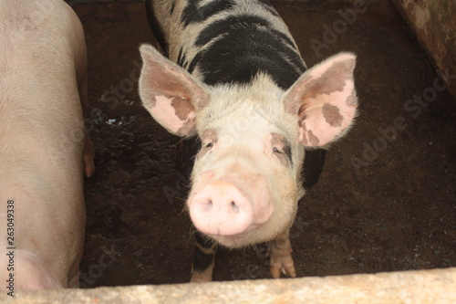 pig on farm © MarbaGomes