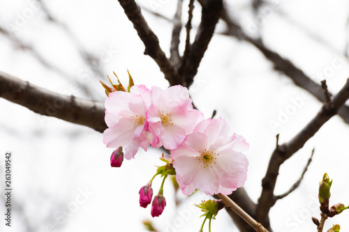 Cherry blossom in spring for background or copy space for text