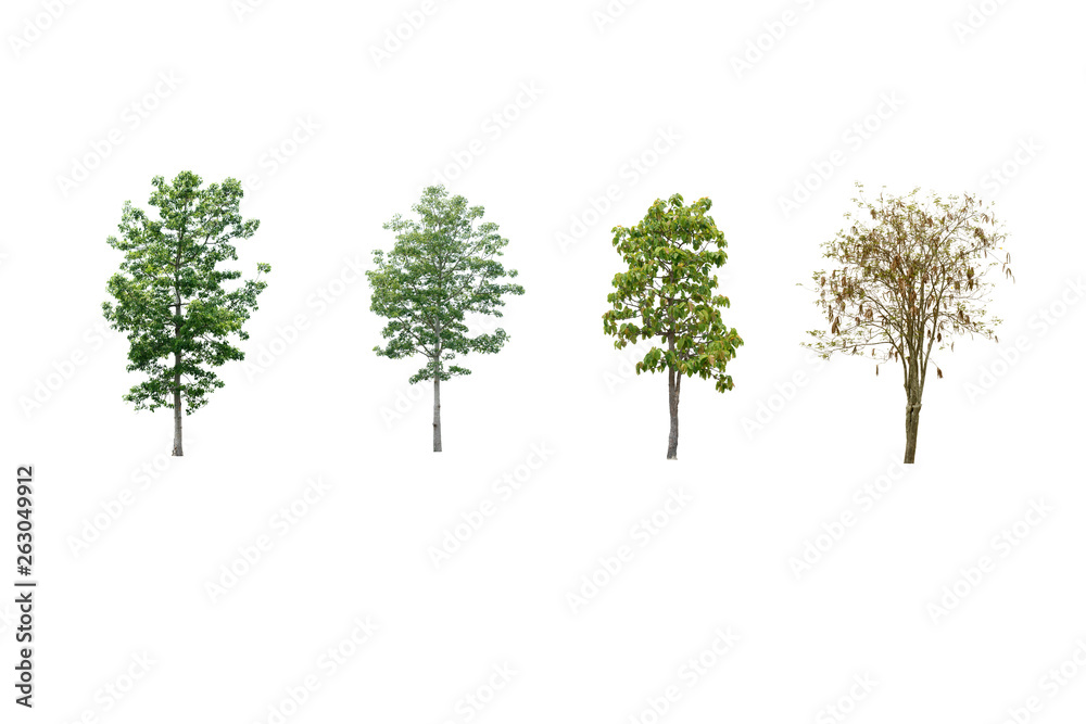 Trees, collection Isolated on white background.