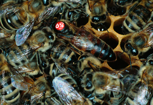 Bees, honey bee, queen bee, oviposition photo