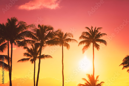 Drzewko palmowe sylwetka na tle tropikalny zmierzch