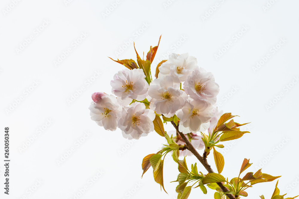 Fototapeta premium Cherry blossom in spring for background or copy space for text