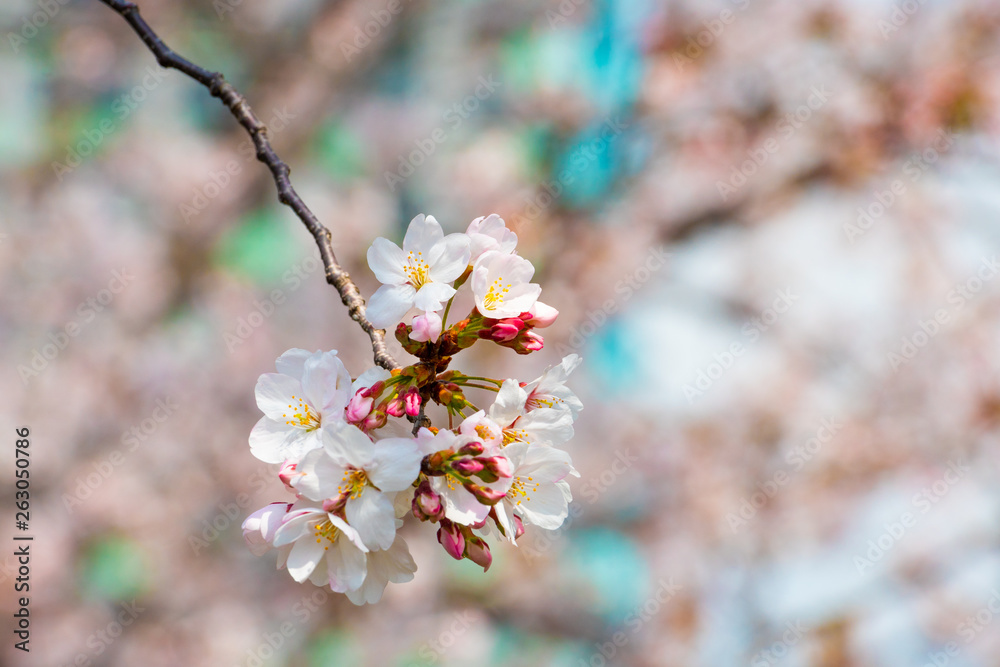 Cherry blossom in spring for background or copy space for text Cherry blossom in spring for background or copy space for text