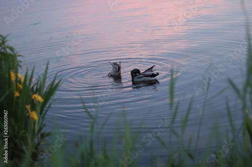 ducks on the lake