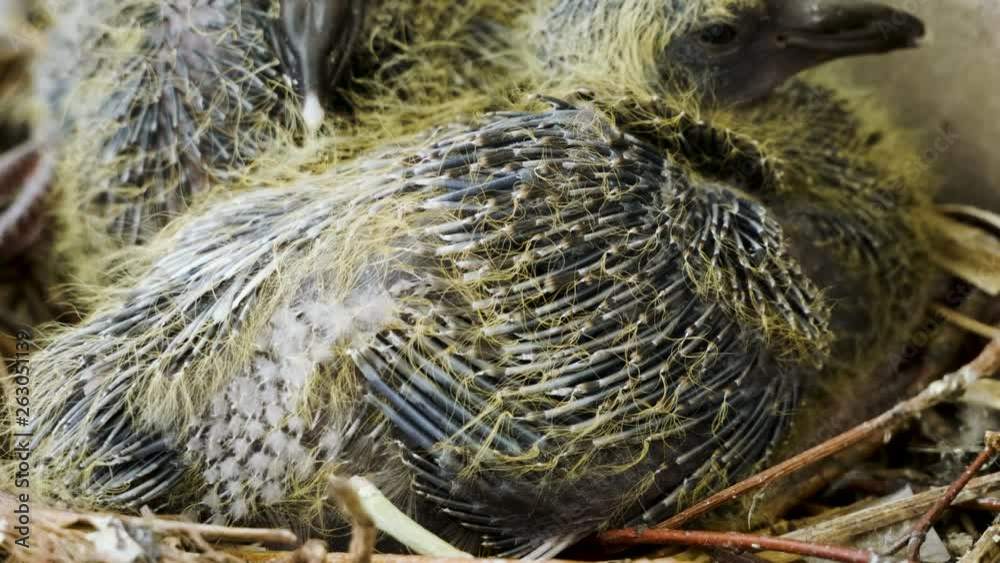 Nestling. Close-up shot of two pigeon babies sitting in the nest. 4K Nestling. Close-up shot of two pigeon babies sitting in the nest. 4K