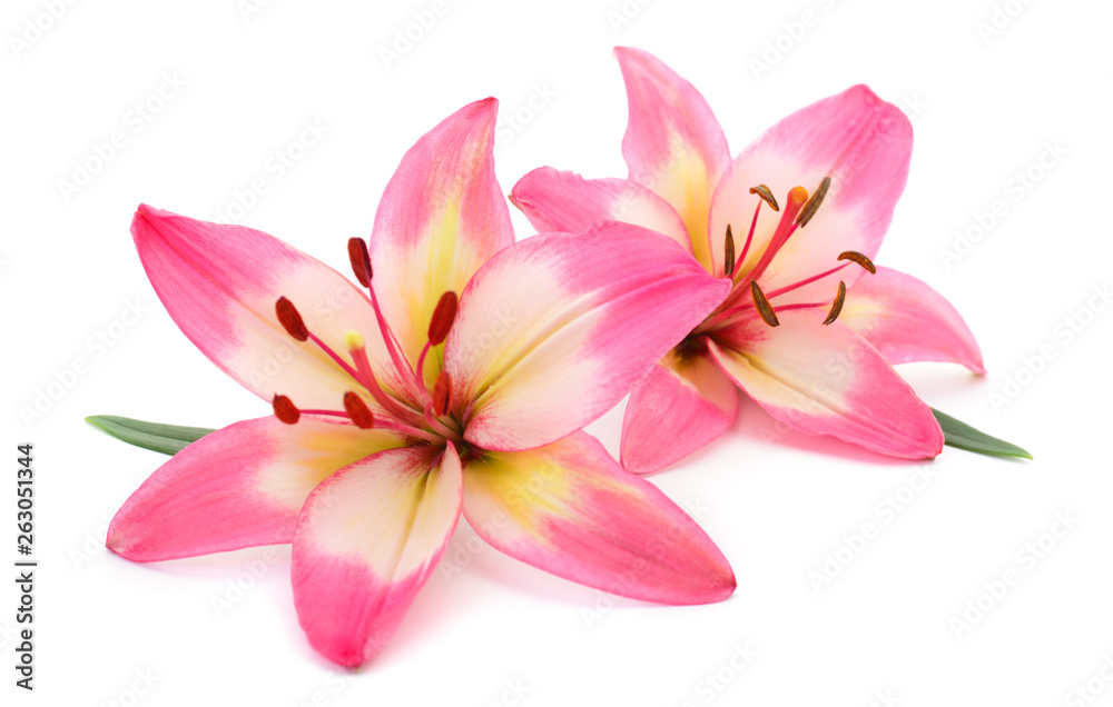 Pink lily flower. - obrazy, fototapety, plakaty 