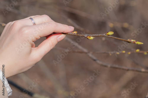 first spring, buds and branches in a woman's hand
