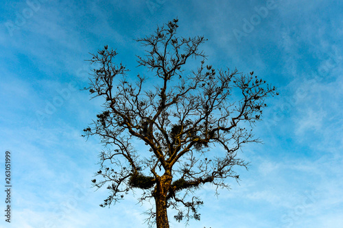  Mountain tree sky in Thailand  
