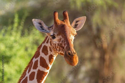 Giraffe face close-up showing texture details and ossicones of reticulated mammal (Giraffa camelopardalis reticulata). Samburu Reserve, Kenya, Africa. Pretty patterned mammal