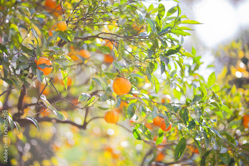 Mandarin tree with ripe fruits.  Mandarin orange tree. Citrus tree. Branch with fresh ripe tangerines and leaves image.  Orange tree with juicy fruits in the garden under sun light.
