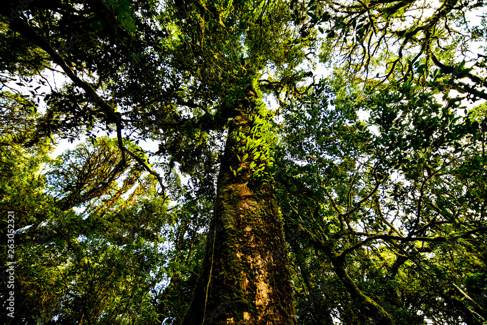 Fototapeta premium tree in the park and water fall