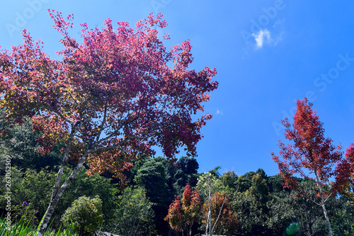 tree in the park and water fall 