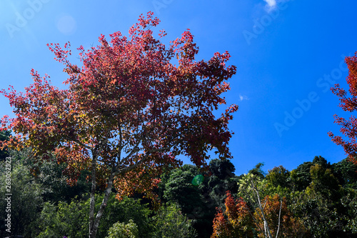 tree in the park and water fall 