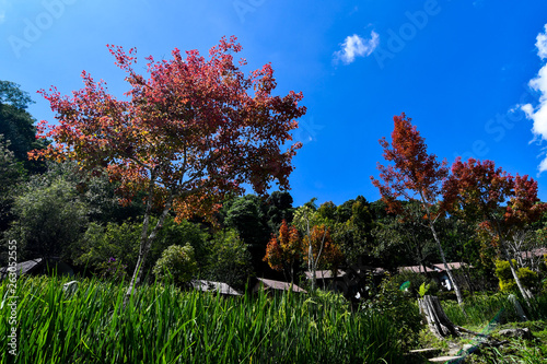 tree in the park and water fall 