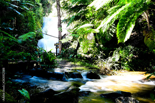 tree in the park and water fall 