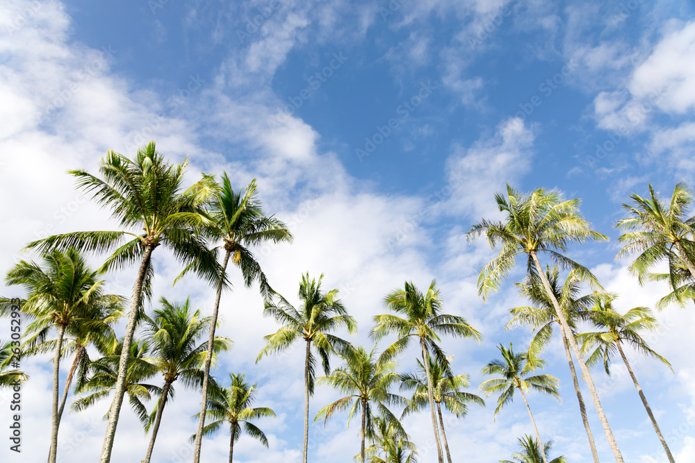 Palm trees against sunny blue sky with clouds