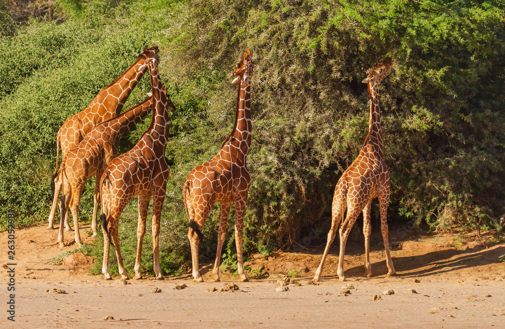 Group five reticulated giraffes, Giraffa camelopardalis reticulata