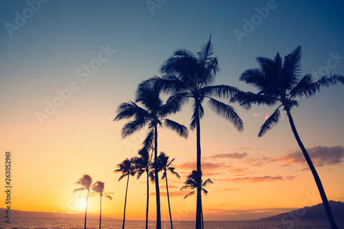 Drzewko palmowe sylwetka na tle tropikalny zmierzch