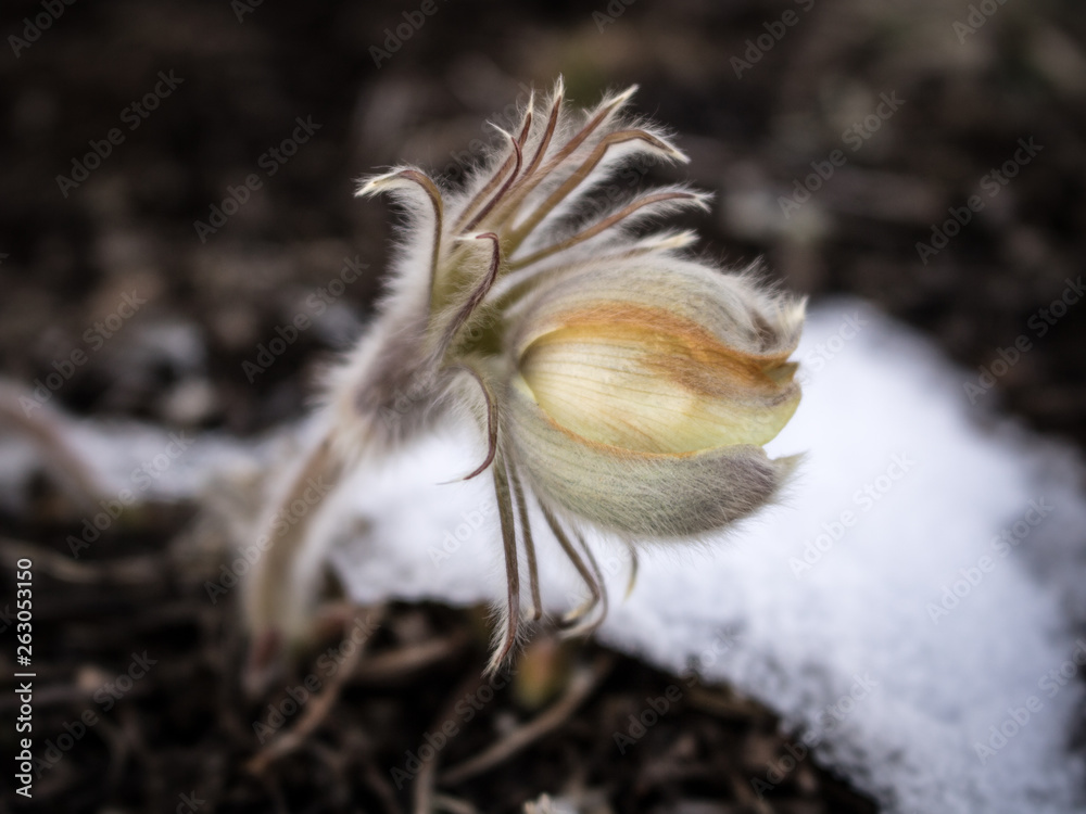 Fototapeta premium First flower