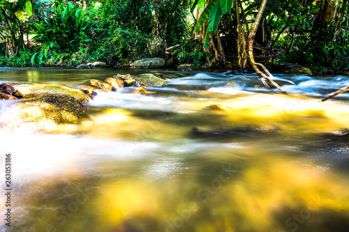 tree in the park and water fall 