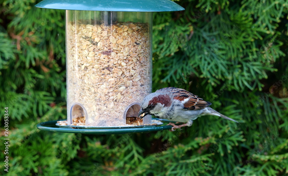 Naklejka premium Sparrow,Bird,Garden,Spatz,Sperling