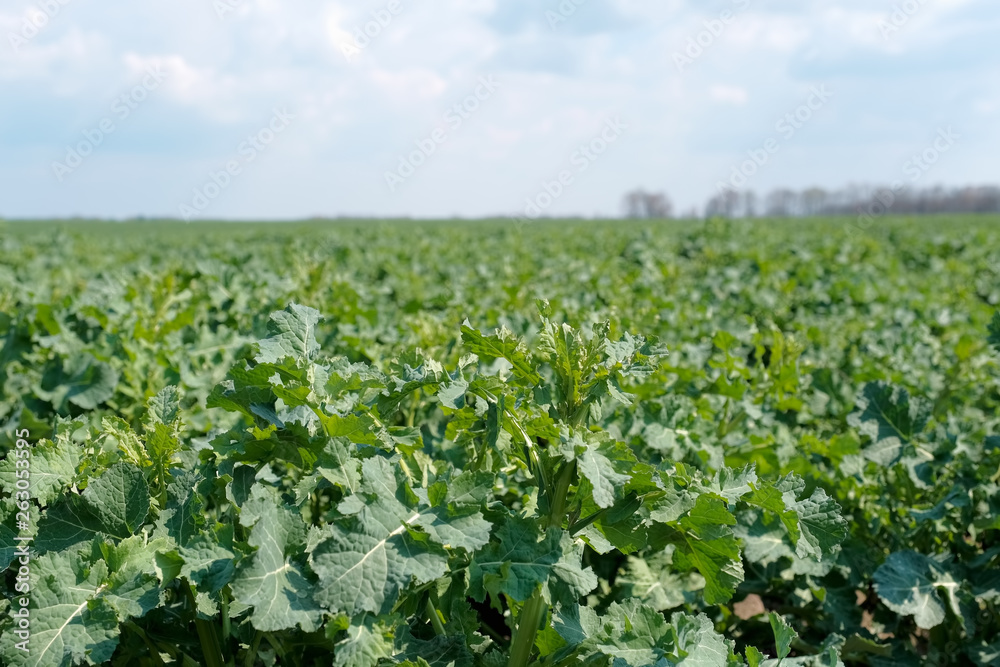 field of young fresh green rapeseed in spring field of young fresh green rapeseed in spring