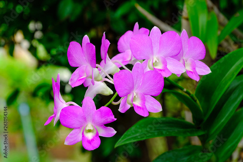 Beautiful pink Dendrobium orchid flowers with natural background, soft focus