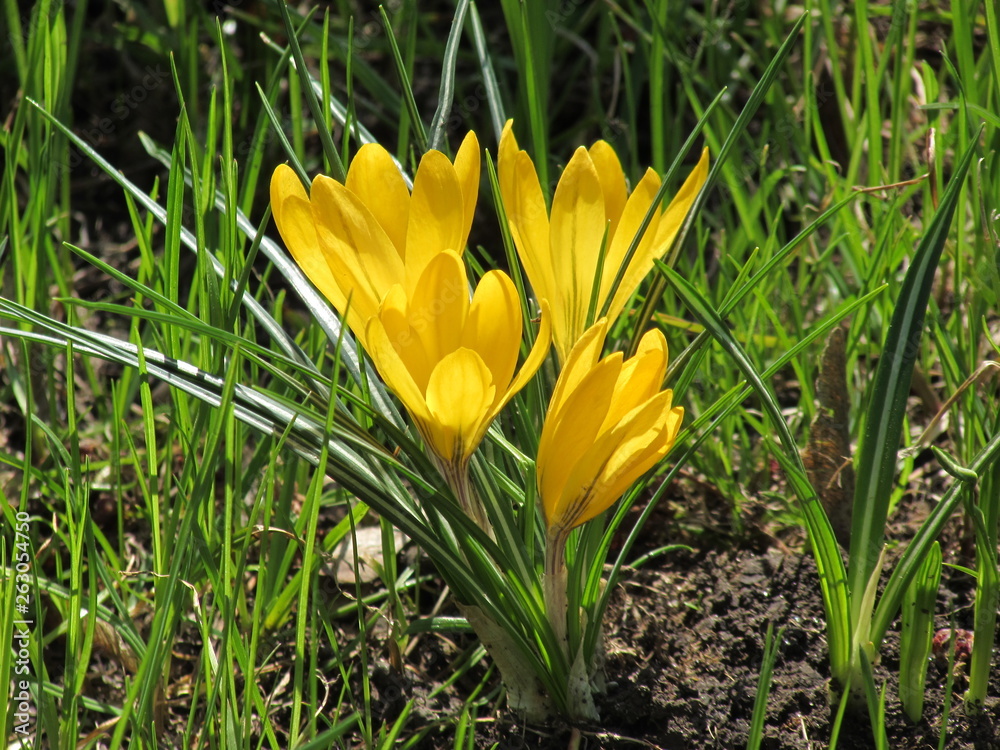 yellow crocus flowers in the garden yellow crocus flowers in the garden