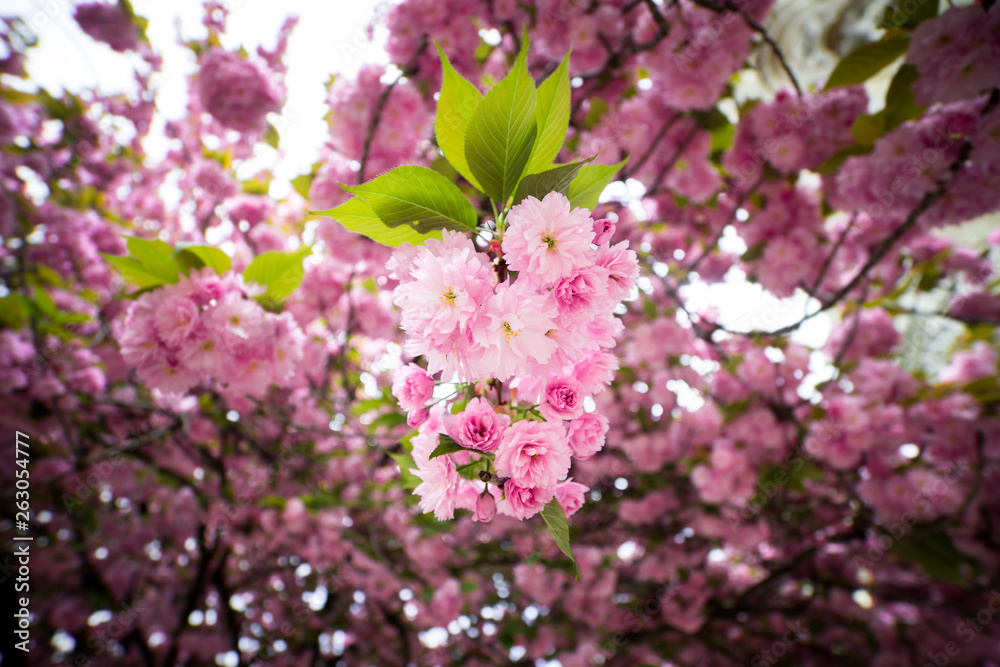 Fototapeta premium Cherry blossom in spring