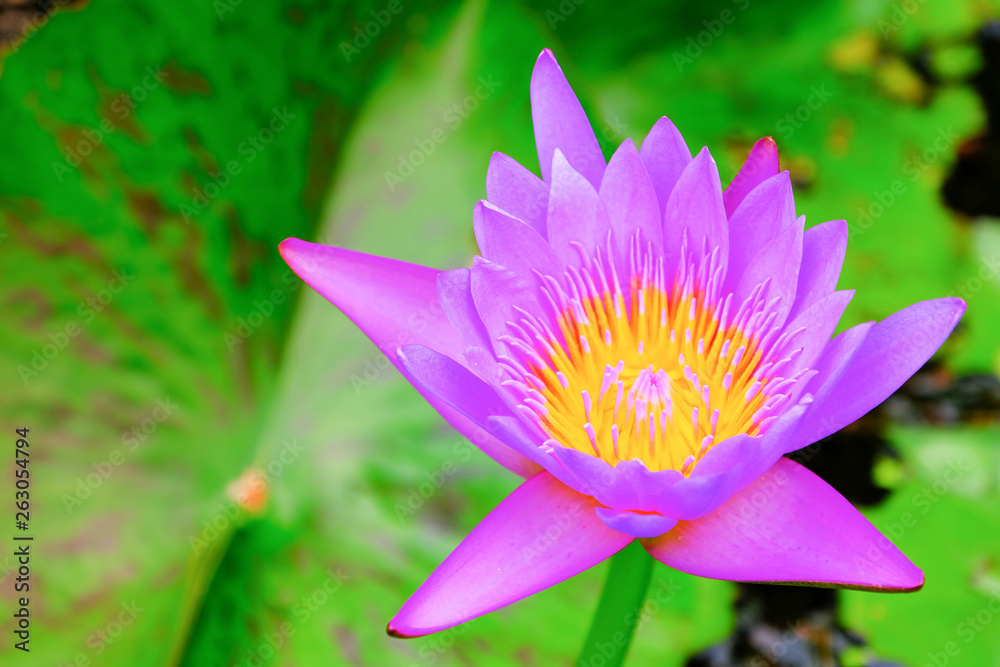 A beautiful purple lotus waterlily or lotus flower in pond. A beautiful purple lotus waterlily or lotus flower in pond.