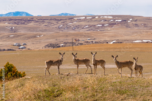 Herd of deer in field by mountains