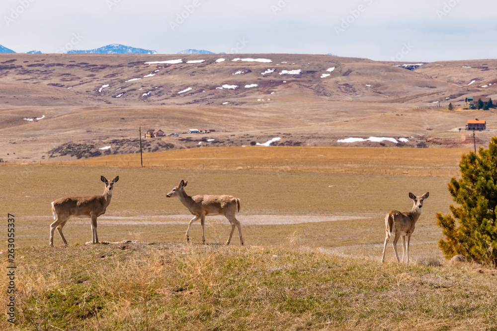 Naklejka premium Brown deer on a hillside by field and mountains