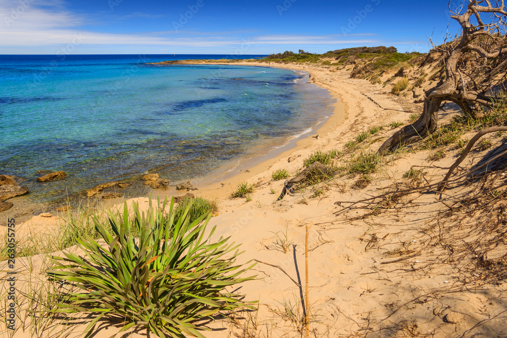 Summer beach.Torre Guaceto Nature Reserve: panoramic view of the coast from the dunes.Italy (Apulia). Mediterranean maquis: a nature sanctuary between the land and the sea. Summer beach.Torre Guaceto Nature Reserve: panoramic view of the coast from the dunes.Italy (Apulia). Mediterranean maquis: a nature sanctuary between the land and the sea.