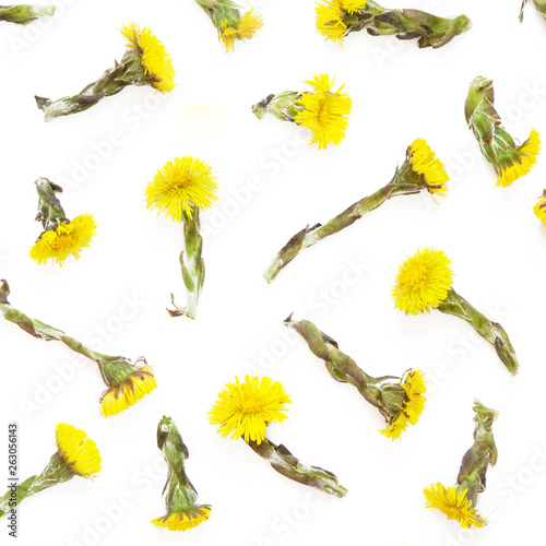 Canvas Print Yellow flowers of coltsfoot on white background