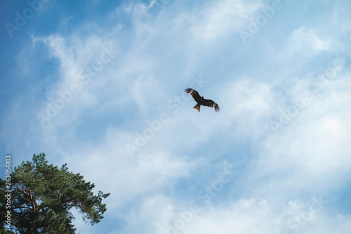 eagle soars in the clouds, against the blue sky.