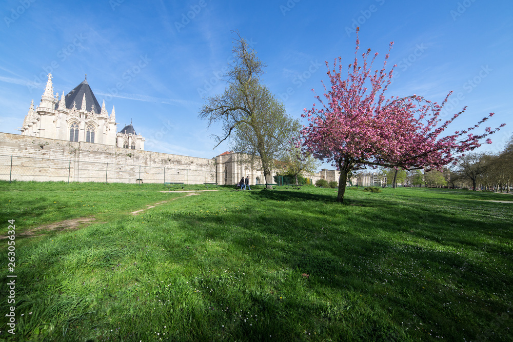 Spring trees in paris Spring trees in paris