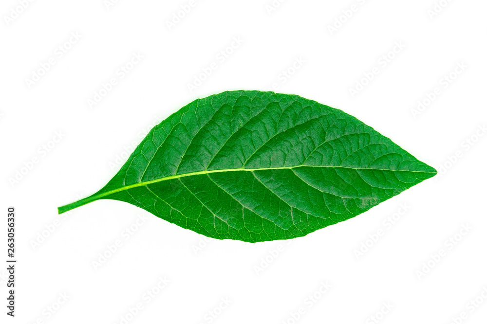 Obraz premium Green Leaf isolated on white background