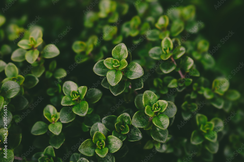 Close up of Orange Thyme (Thymus Fragrantissimus) growing in an herb garden, a dark green background texture. Close up of Orange Thyme (Thymus Fragrantissimus) growing in an herb garden, a dark green background texture.