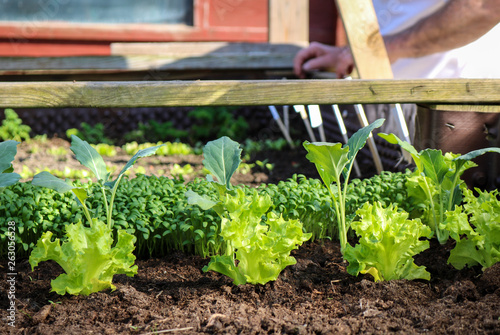 Close up of fresh green lettuce, cress and other plants growing in a raised garden bed.