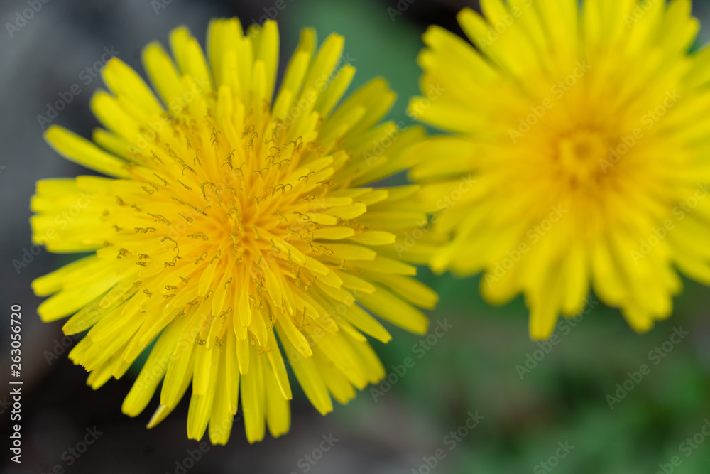 dandelion dandelion