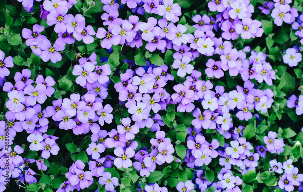 a lot of flowers background a lot of flowers background
