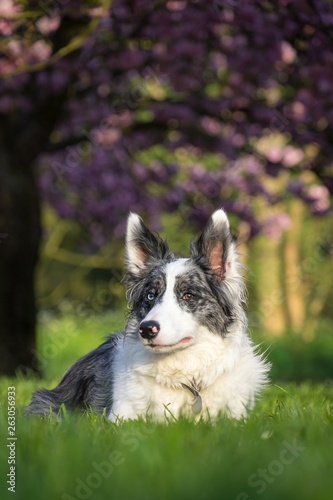 cute dog under cherry blossom trees
