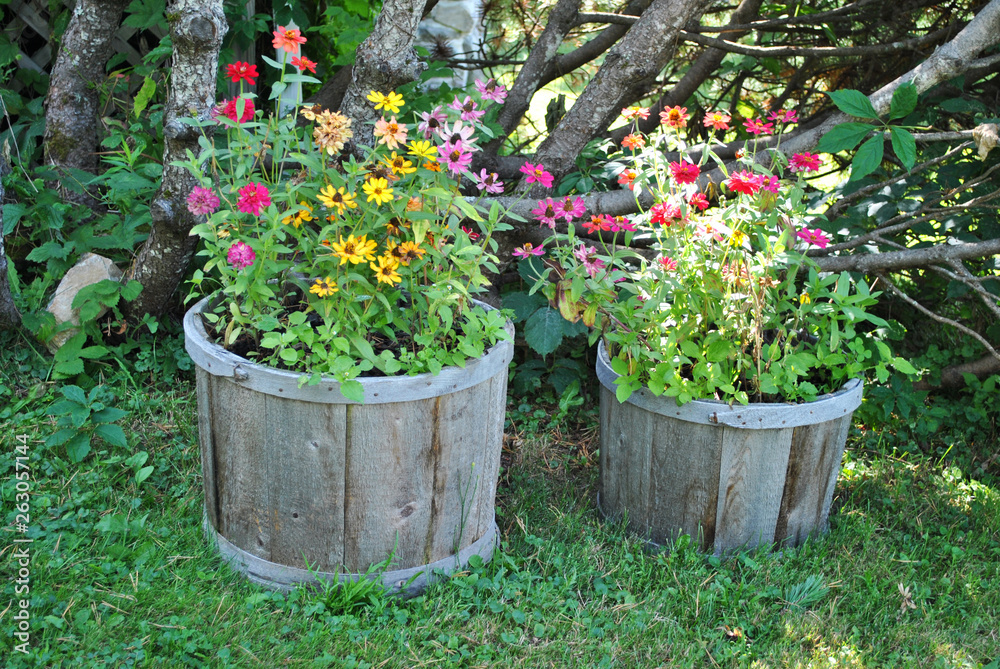 Summer Potted Plants 
