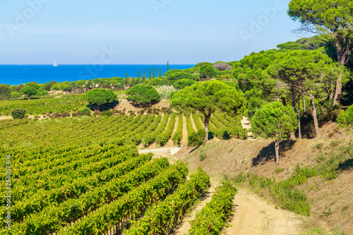 Majestic view of vineyards in France, near Saint Tropez, France photo