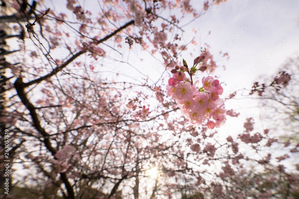 Cherry blossom in spring