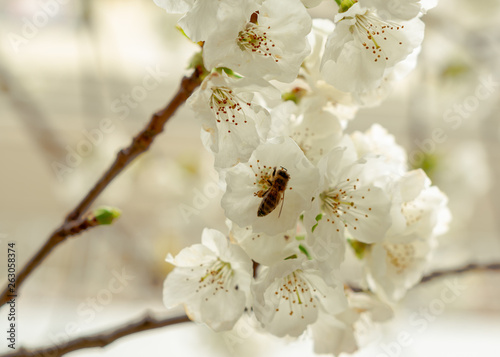 Fototapeta Naklejka Na Ścianę i Meble -  Bee on white flowers of cherry tree