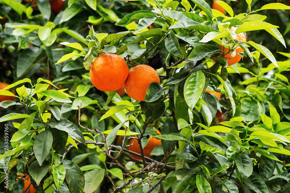 Ripe orange tasty tangerines grow on a tree in the garden. Ripe orange tasty tangerines grow on a tree in the garden.