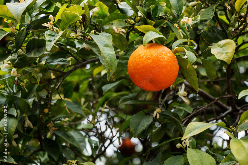 Ripe orange tasty tangerines grow on a tree in the garden. Ripe orange tasty tangerines grow on a tree in the garden.