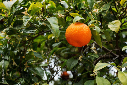 Ripe orange tasty tangerines grow on a tree in the garden.